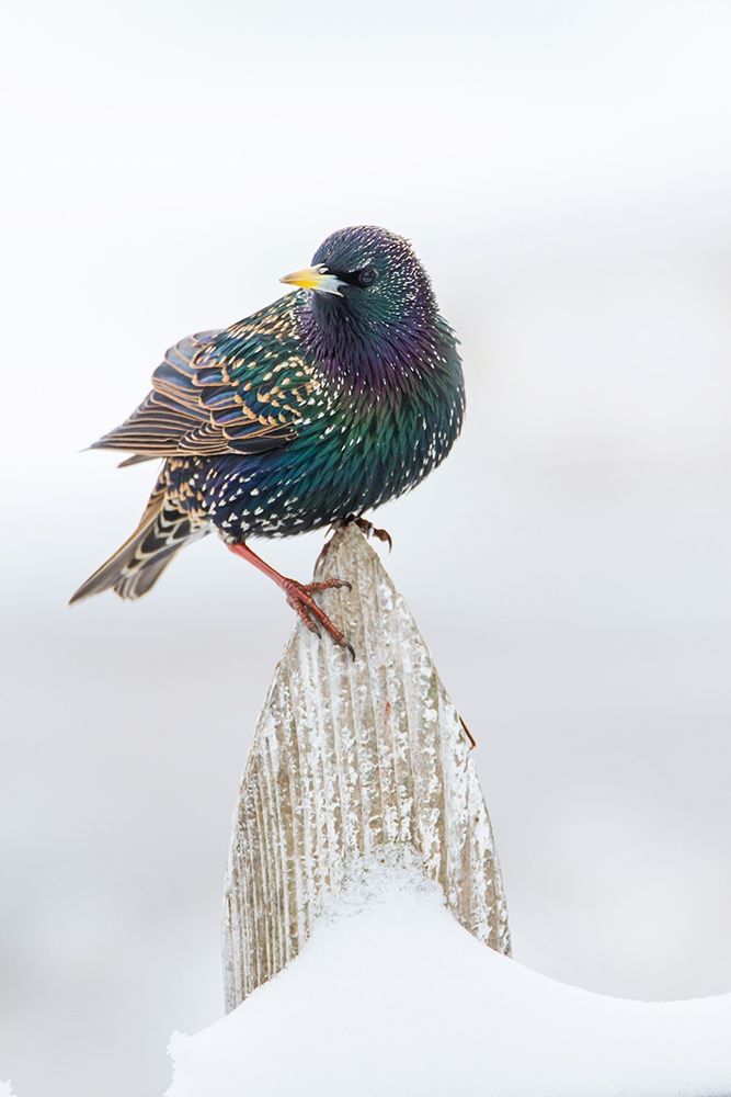 European Starling (Sturnus vulgaris) on picket fence